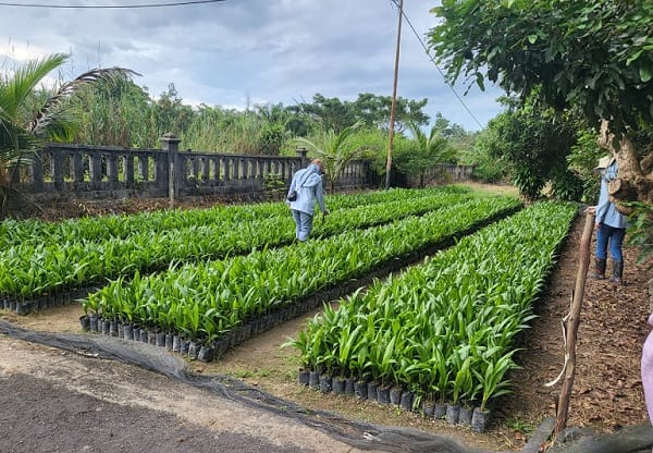 Sertifikasi Benih Kelapa Sawit di Sukamara dan Pulang Pisau Diperketat Demi Jaga Mutu Produksi 25042025114411_0